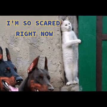 Don't Fear the Kitty