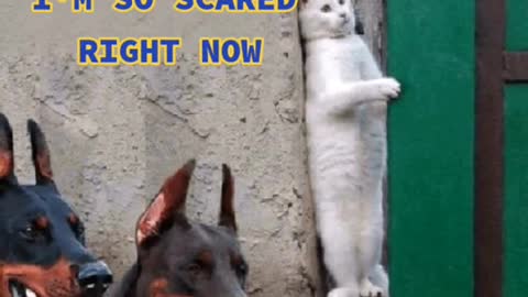 Don't Fear the Kitty