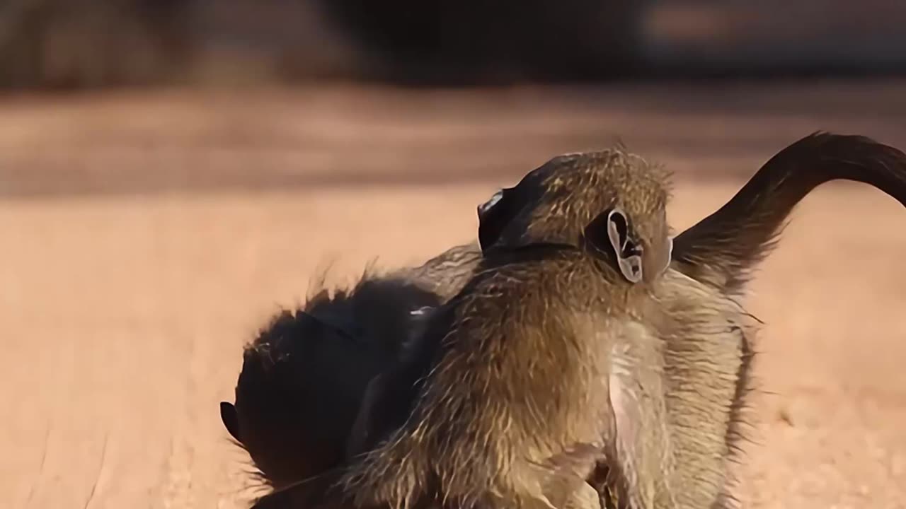 Playful Baboons in Kruger National Park