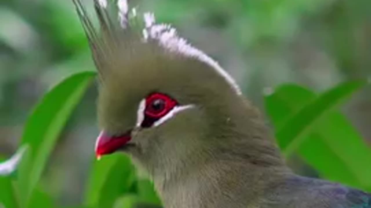 Bird nature
