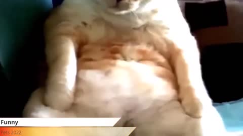FUNNY DOGS 🐶 , CATS 🐈 AND OTHER ANIMALS