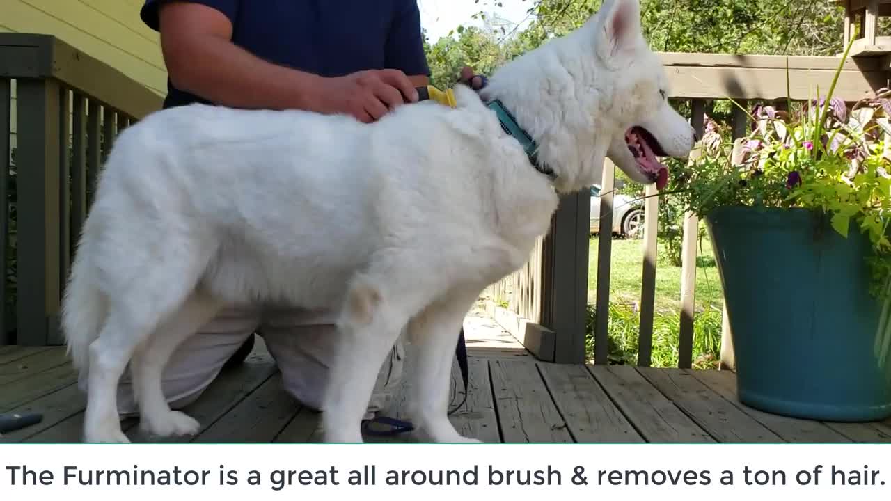How To Deshed a Siberian Husky - Rake vs Furminator.