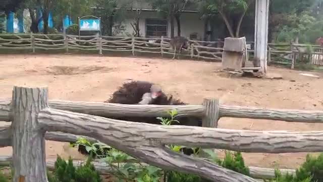 This ostrich loves to do magical dances!