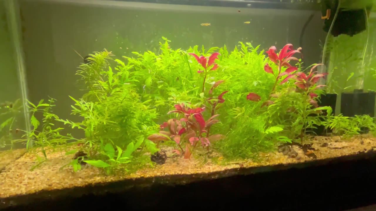 29 Gallon 5 Month Update Planted Tank