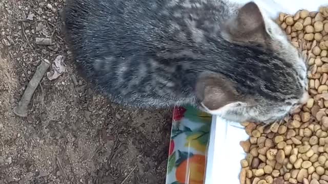 A street cat being cared for by someone