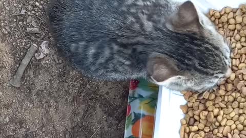 A street cat being cared for by someone