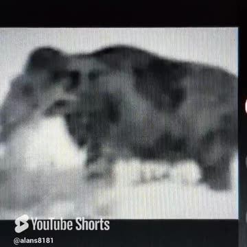 Real life wooly mammoth filmed in 1940s.