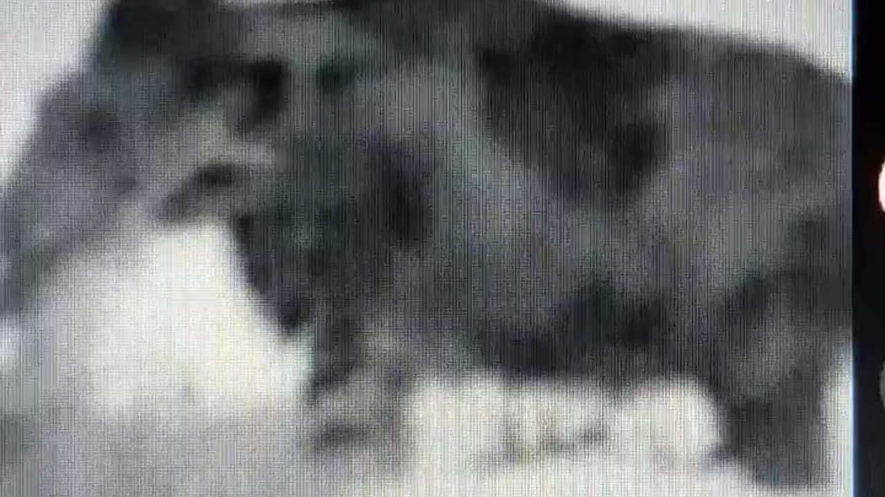 Real life wooly mammoth filmed in 1940s.