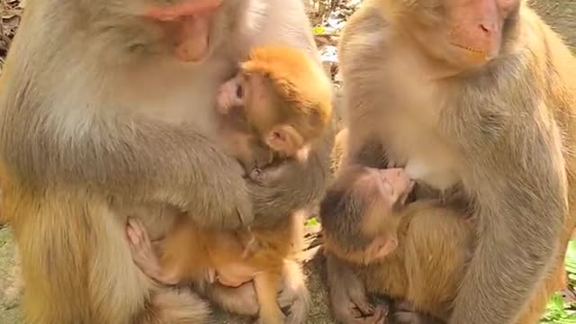 Two mothers with baby monkey