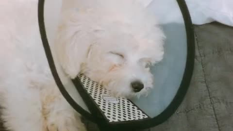Adorable puppy sleeping like an angel
