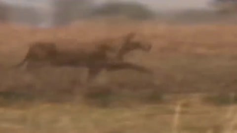 Wildlife Brave Giraffe Kick Five Lion To Save Baby - Power of LION In The Animal World But FAIL 2021