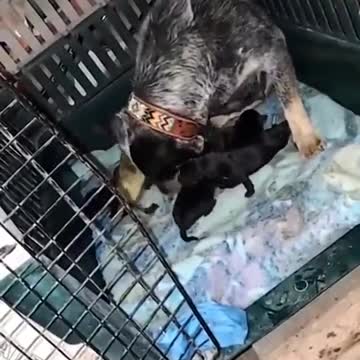 Yellow puppy won't stay still