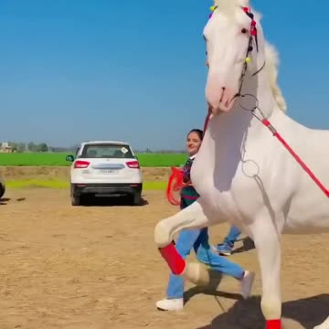 Trend horse viral horse