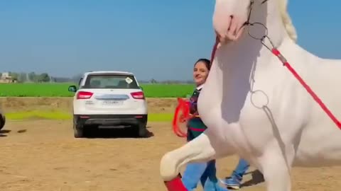 Trend horse viral horse