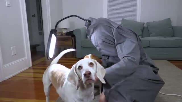 Light Head In Real Life vs Dogs Prank: Funny Dogs Maymo