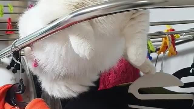 playing on drying rack
