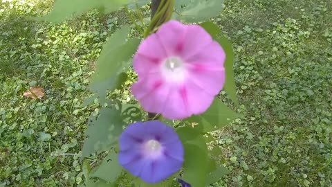 Morning Glories