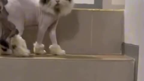 Animals, adorable and funny cats are very entertaining