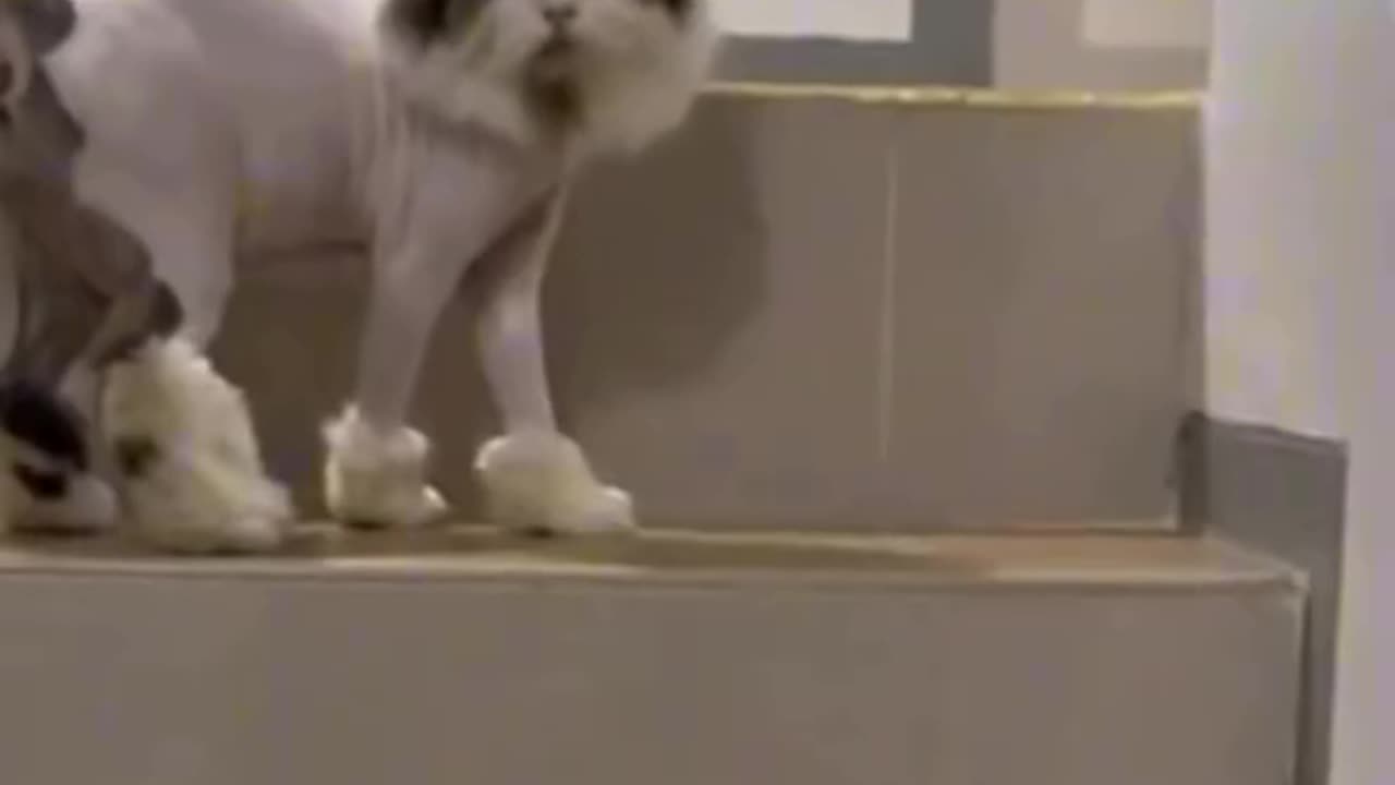 Animals, adorable and funny cats are very entertaining