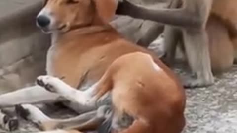 This monkey and the dog is best friend
