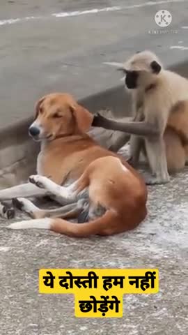 This monkey and the dog is best friend