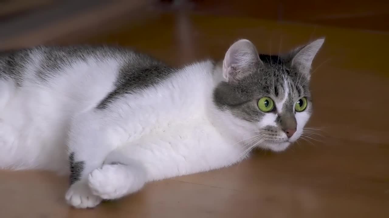 Beautiful cat 2