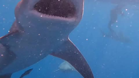 Wildlife