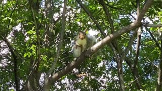 Squirrel on a branch