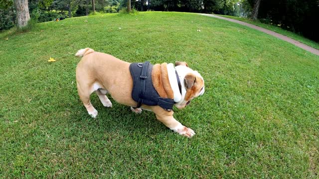 Dog Rolling on the Grass.