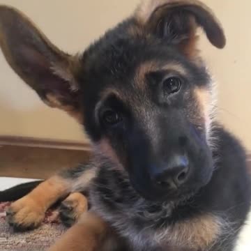 German Shepherd puppy adorably reacts to magic word