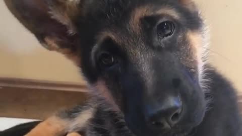 German Shepherd puppy adorably reacts to magic word