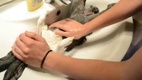 Chilled Bunny Taking a nice warm BunnyBath