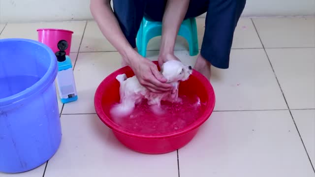 First Cute Pomeranian Puppy Bath