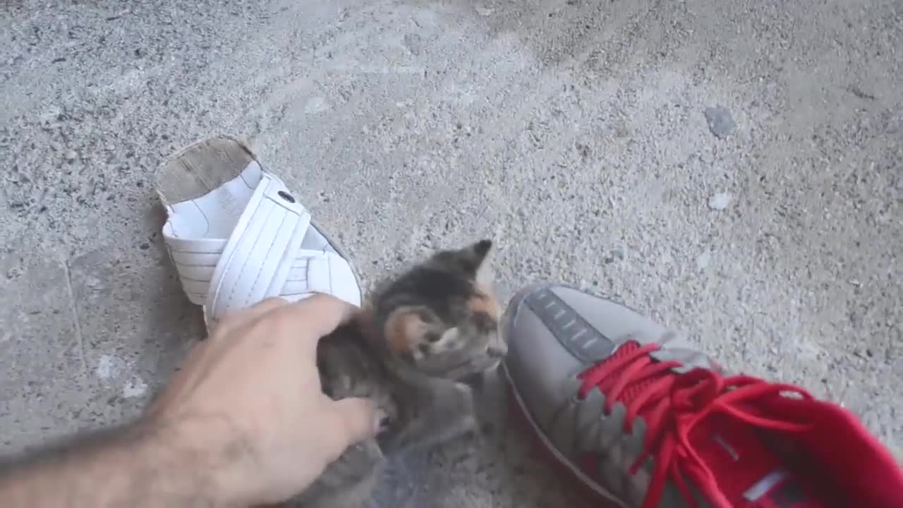 Deactivate a Cat!! HOW??