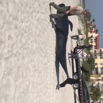 Sad morning on St. Simons Island, GA...