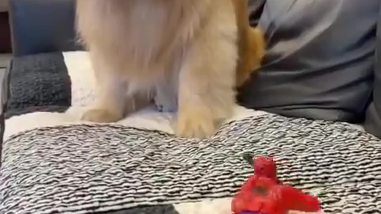 Spiderman Vs Cute Dog | Adorable Dog Save