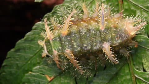 The First in Over 100 Years: New Species of Velvet Worm Discovered in Ecuador