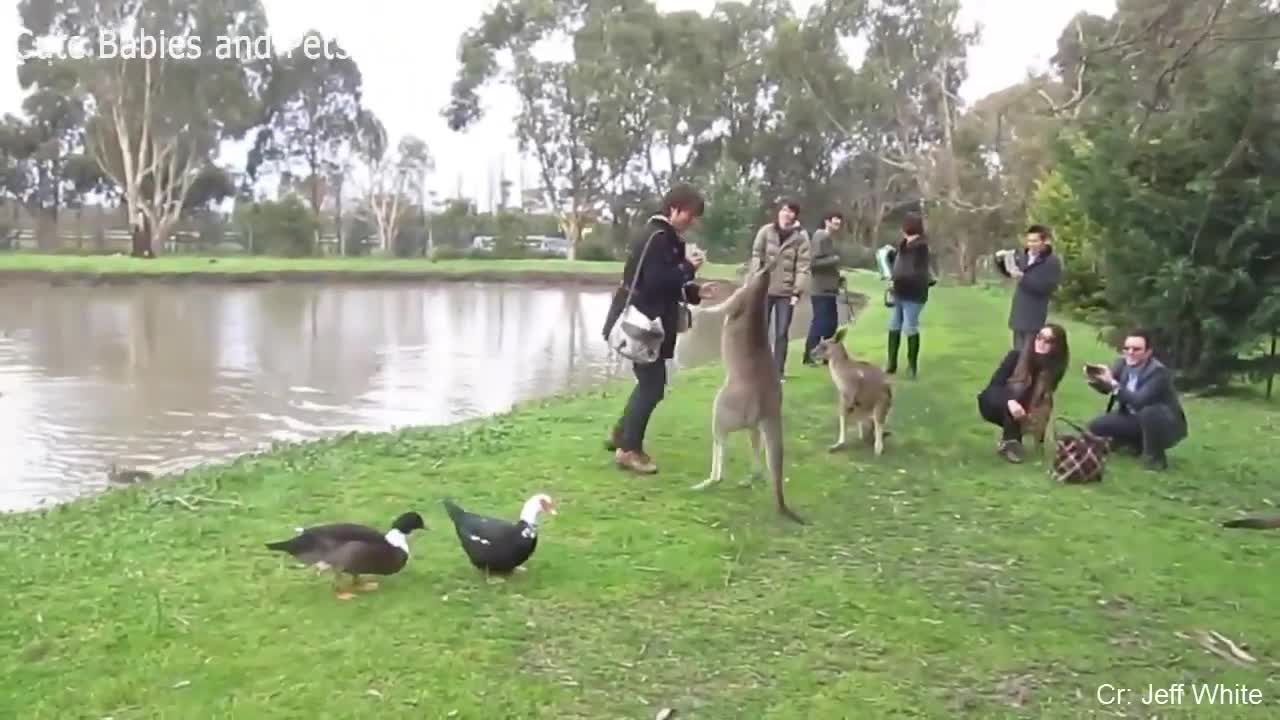 Funny And Different Animals Chasing And Scaring People