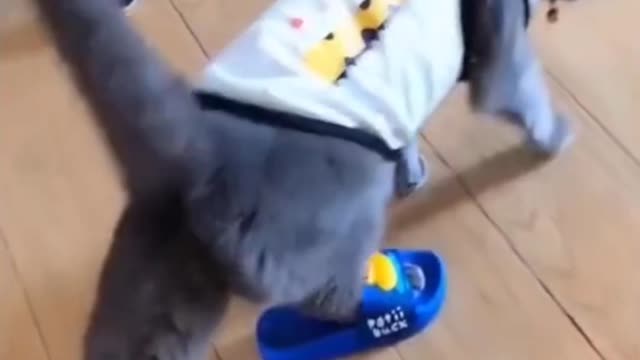 CUTE ANIMALS THAT WILL SHOCK YOU 😮