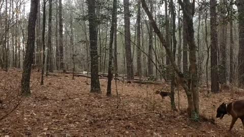 Zazu 8 Month Old Mixed Breed Dog Training