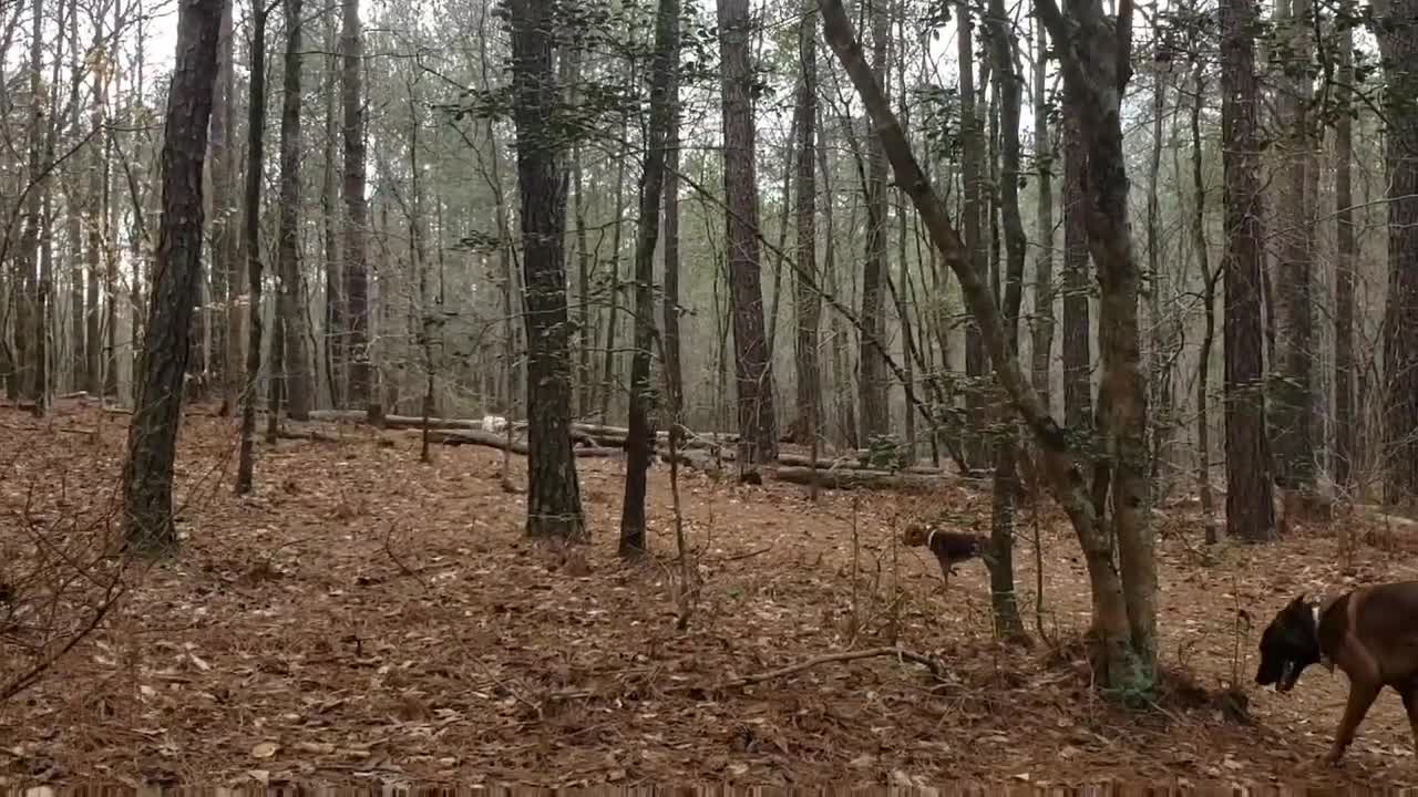 Zazu 8 Month Old Mixed Breed Dog Training