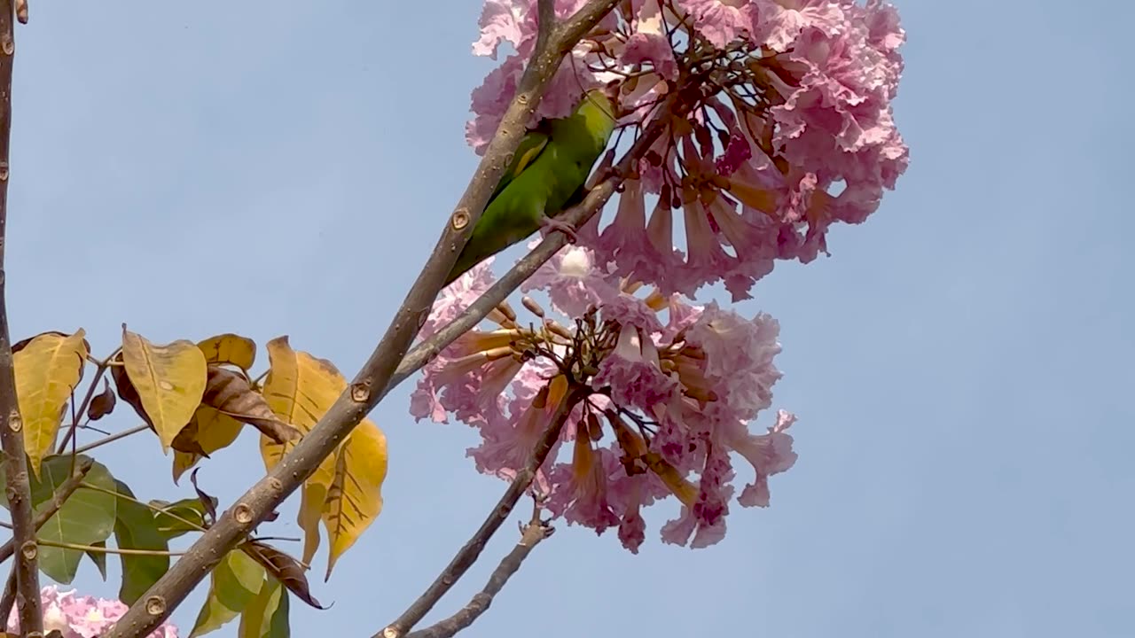 Parakeet Plucks Pink Petals Perched Upon Ipe Tree