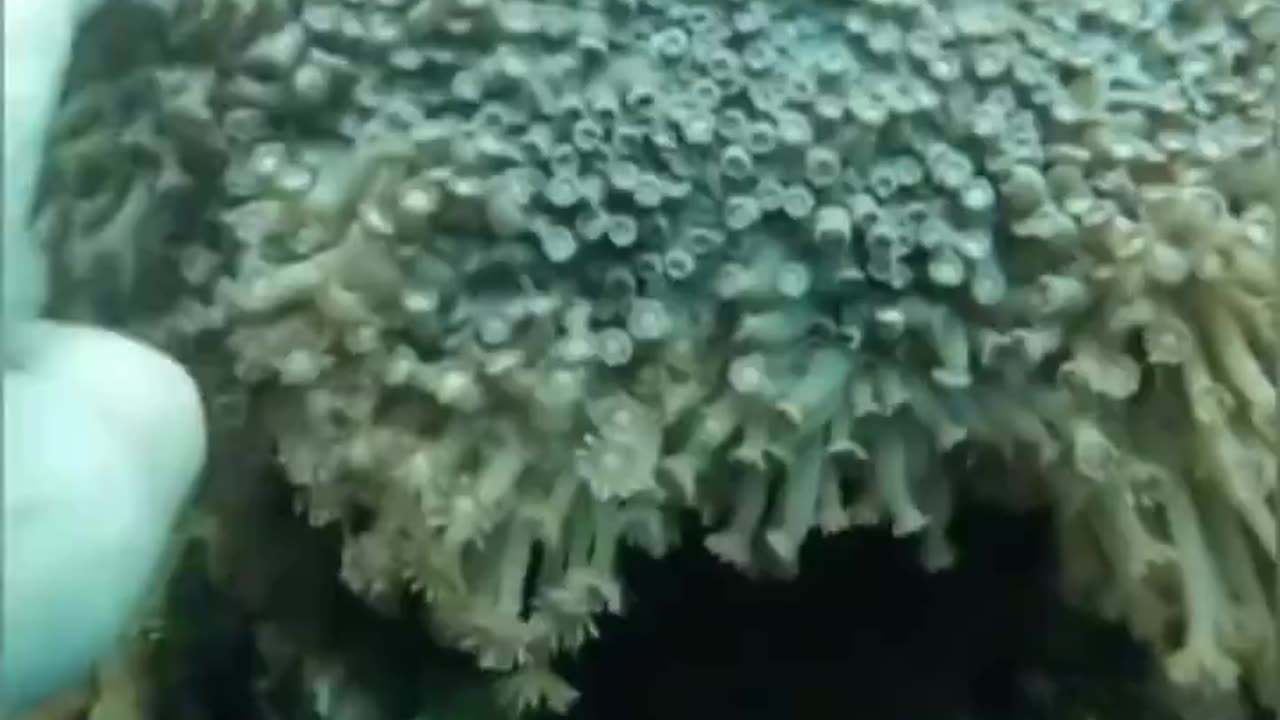 A creature that turns to "stone" when touched.