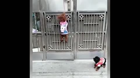 cute little puppy opens the door for friend ( smart cute puppies )