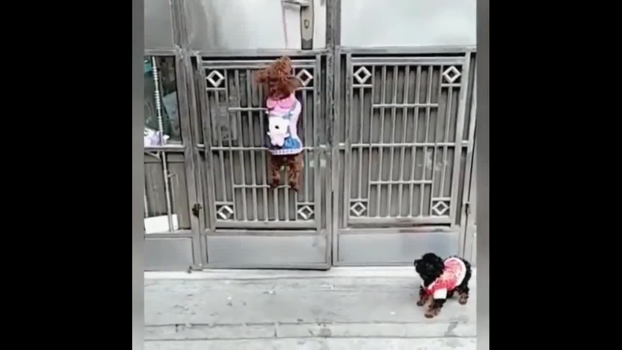 cute little puppy opens the door for friend ( smart cute puppies )