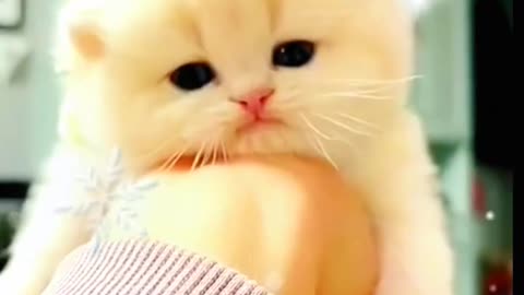 Cute Cat Video.