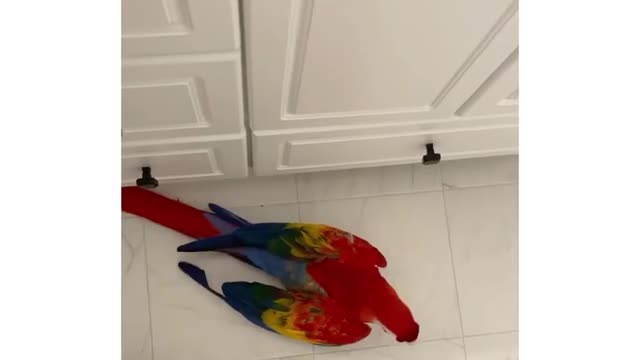 This animal is very cute and can make everyone happy when they see it