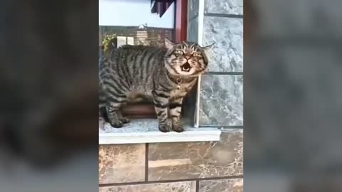 Cats talking !! these cats can speak english better than hooman