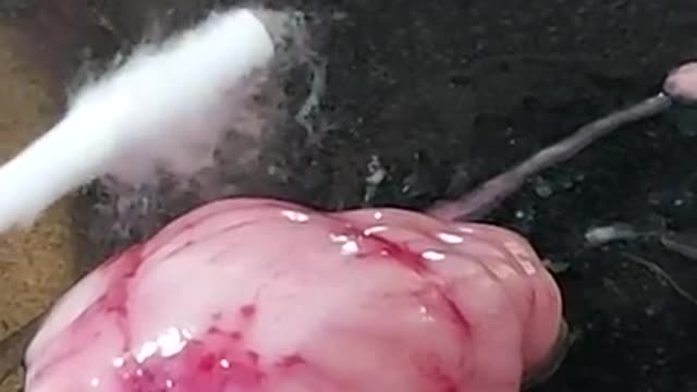 Testing of a CV test cotton swab