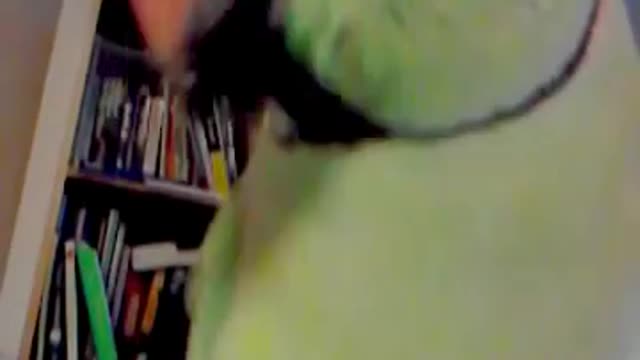 Beautiful ringneck parrot loves to talk